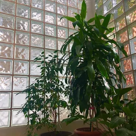 酒店 阿卡迪亚酒店